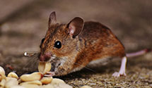 24 Hour & Emergency Exterminators in North Stratford, NH